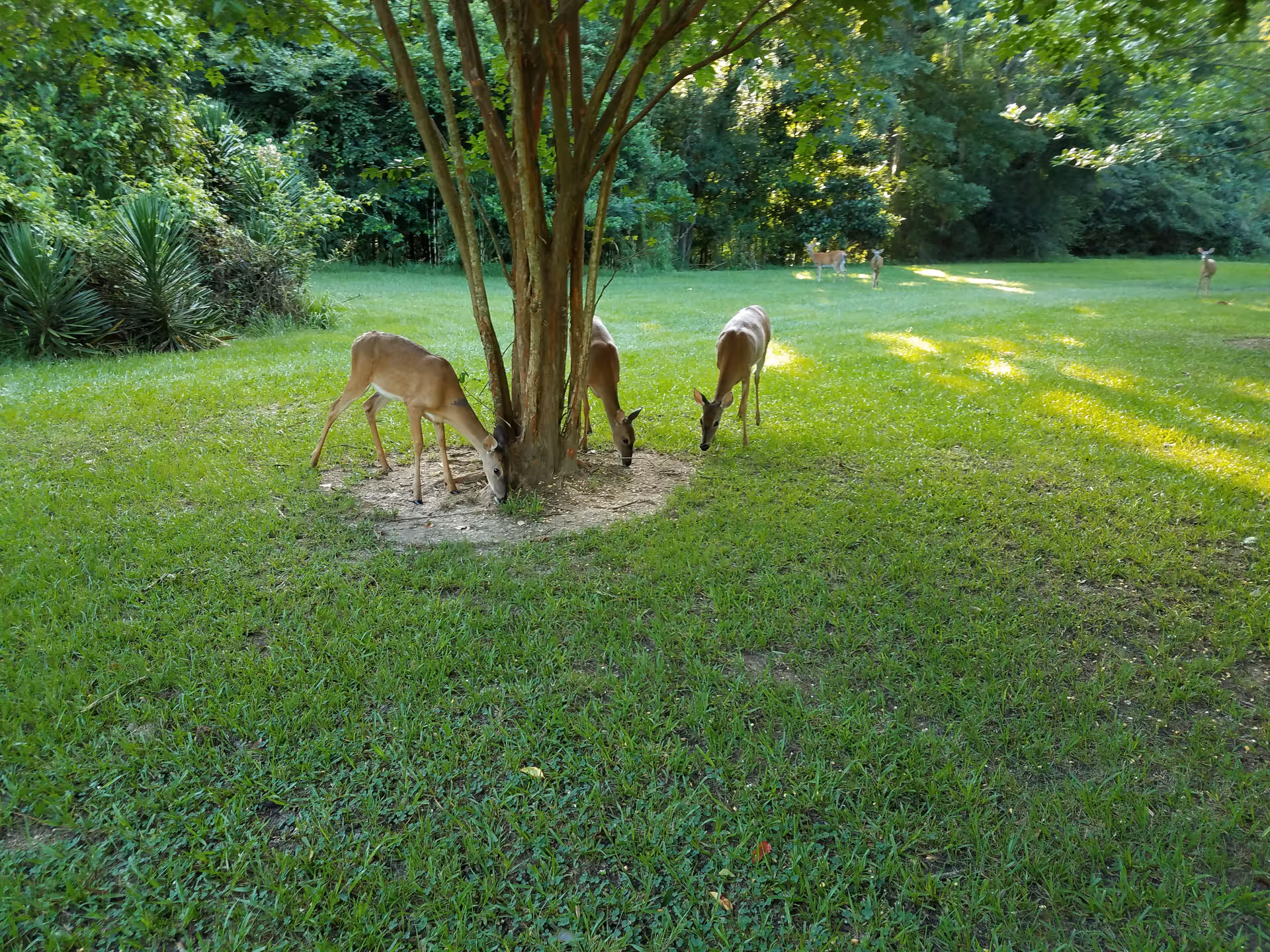 Deer graze around a tree on a sunlit, grassy lawn.
