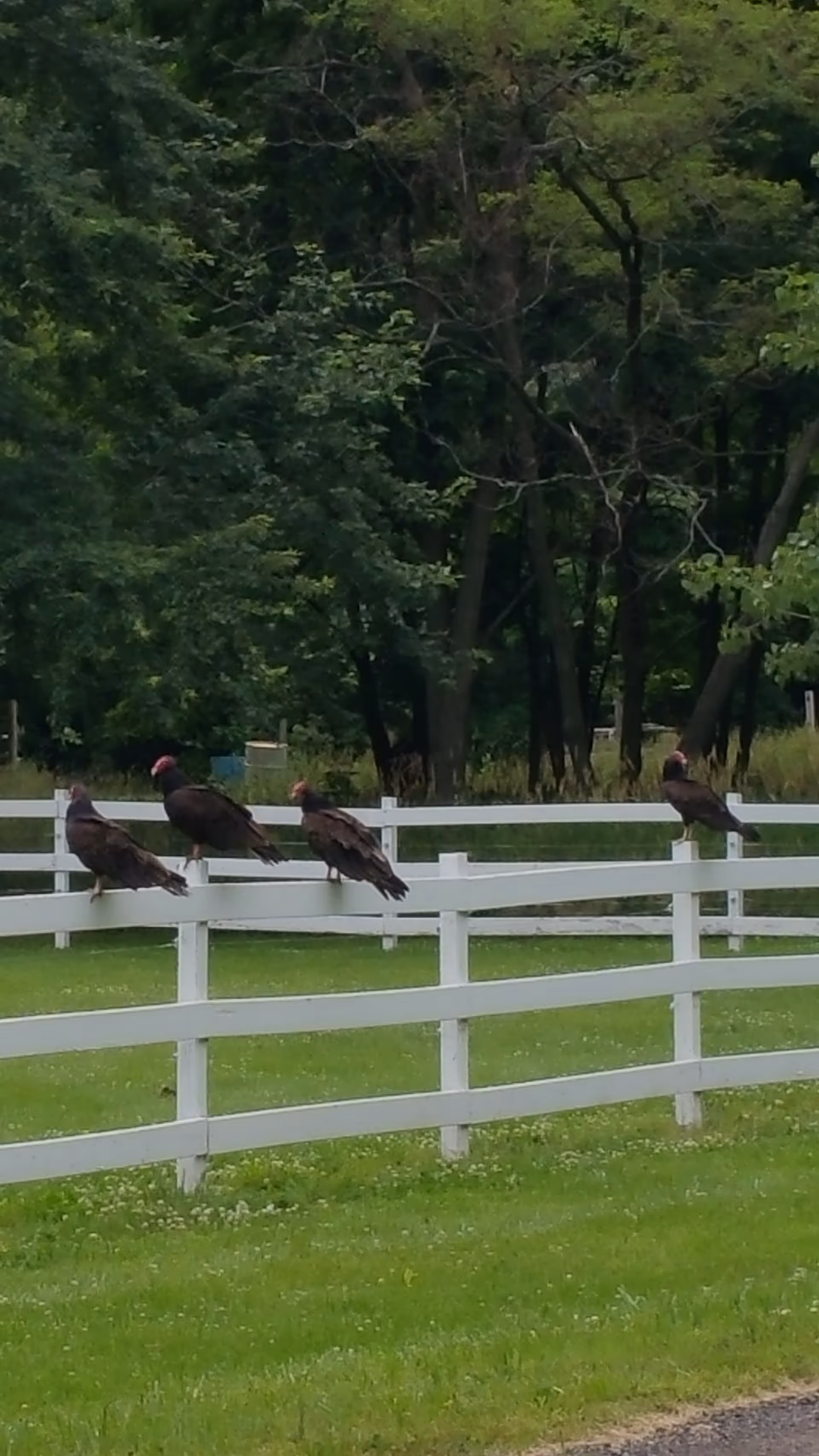 Several dark birds perched on a white fence in a grassy yard.