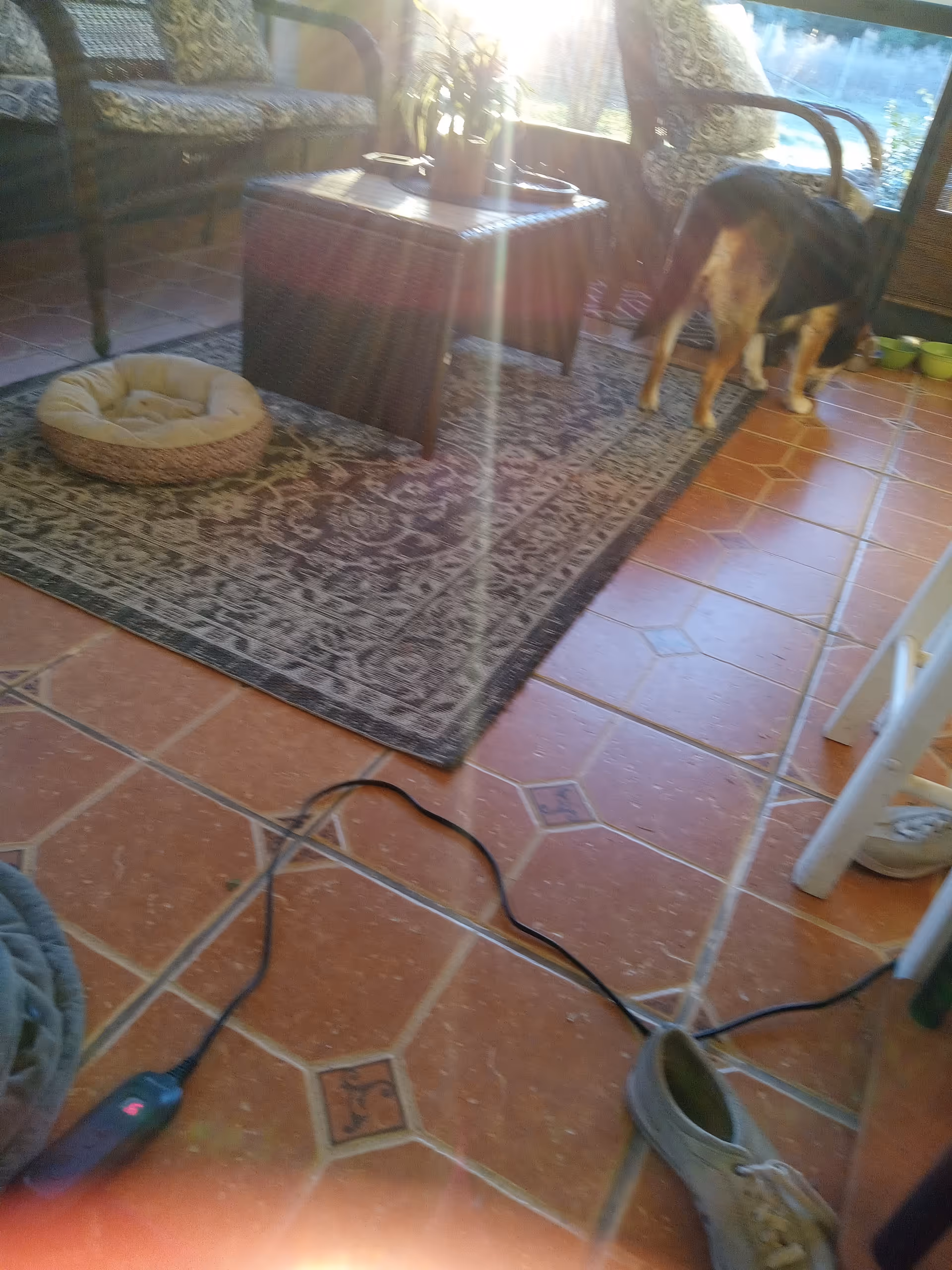 Sunlit living room with rug, coffee table, couch, and a dog by bowls.