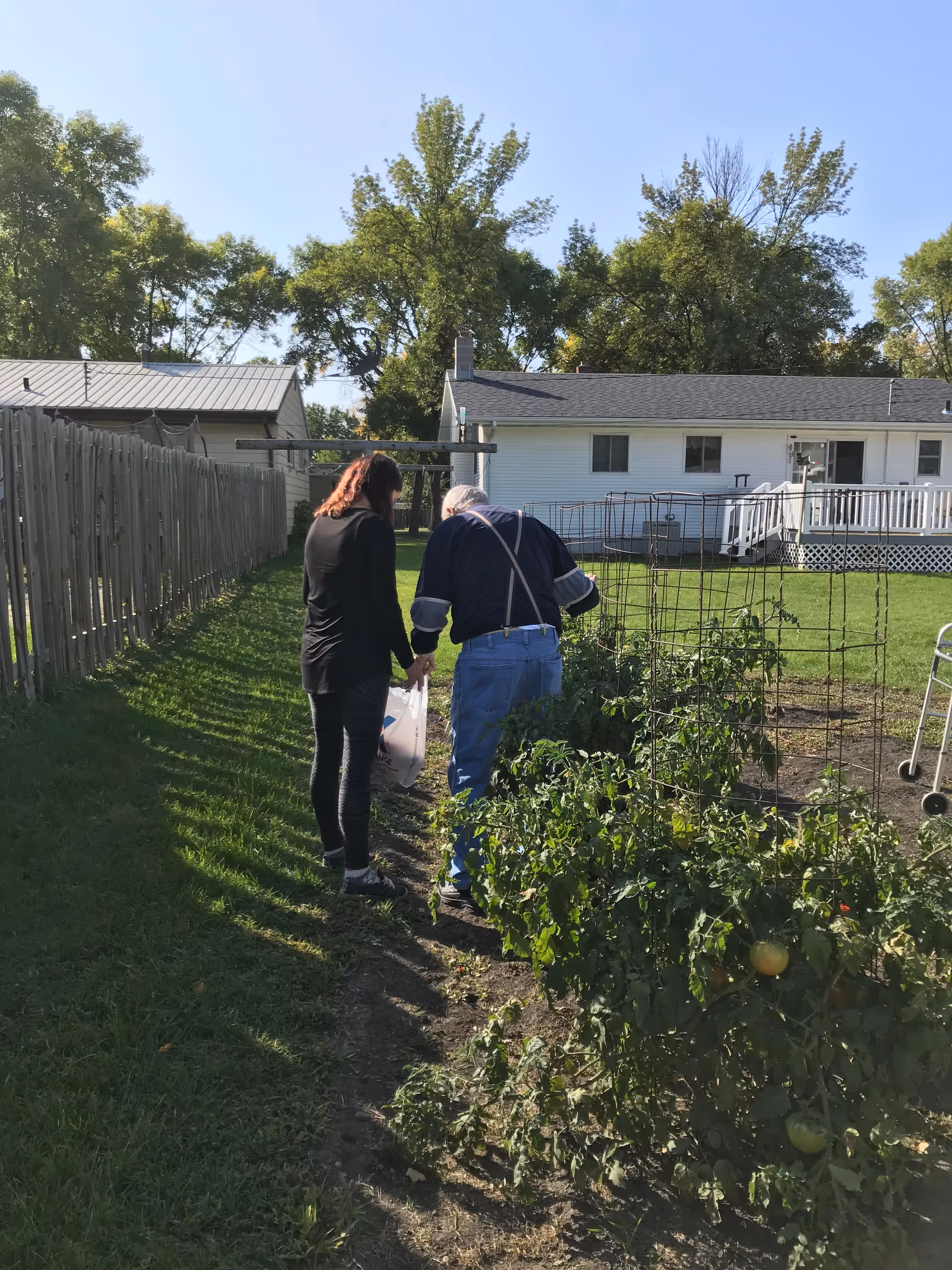 Two people walk along a garden path beside tomato plants in a fenced yard.