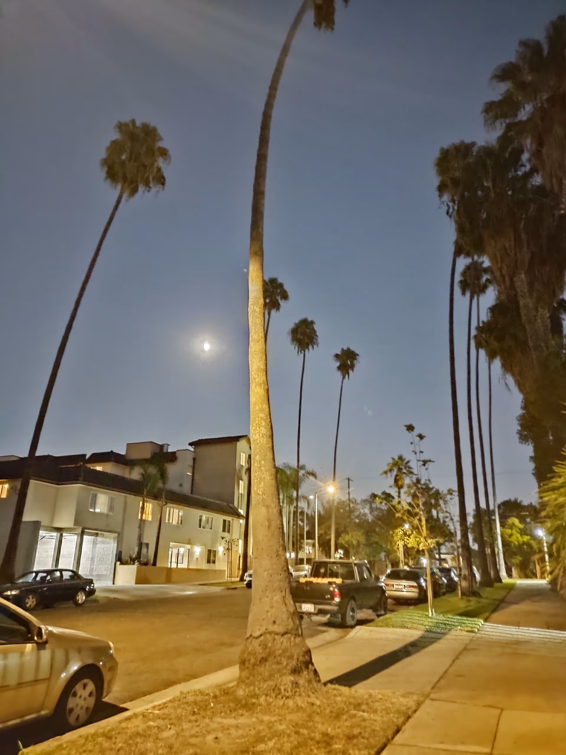 Nighttime exterior view of a senior living campus with tall palm trees and parked cars.