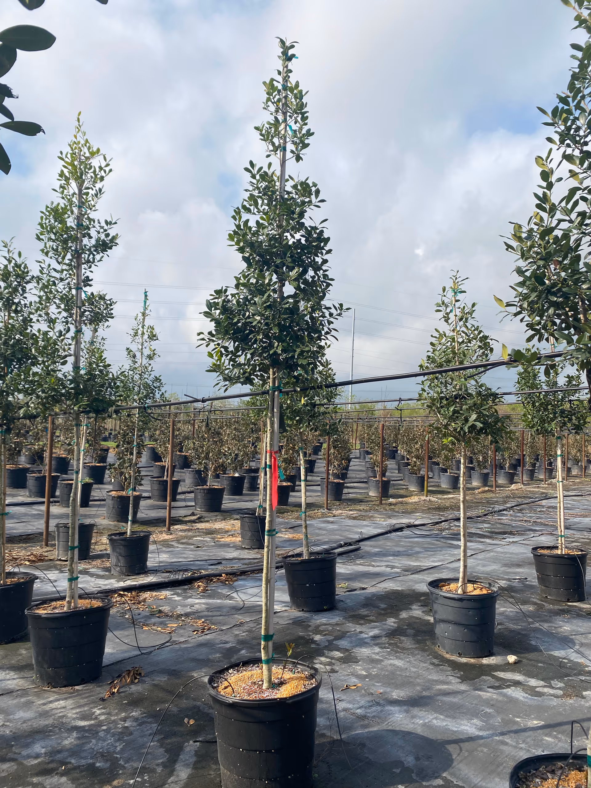 Rows of potted trees in a large outdoor nursery under a cloudy sky.