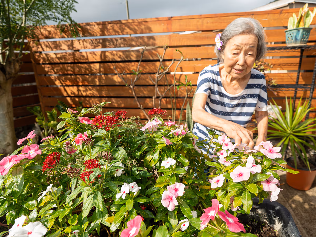 An elderly woman tending vibrant pink and red flowers in a sunny outdoor garden.