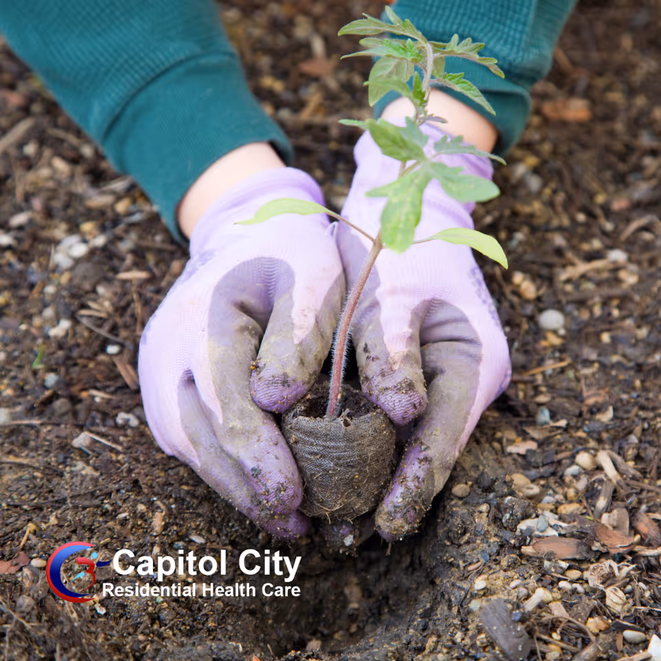 Gloved hands plant a seedling in soil outdoors beside Capitol City Residential Health Care logo.