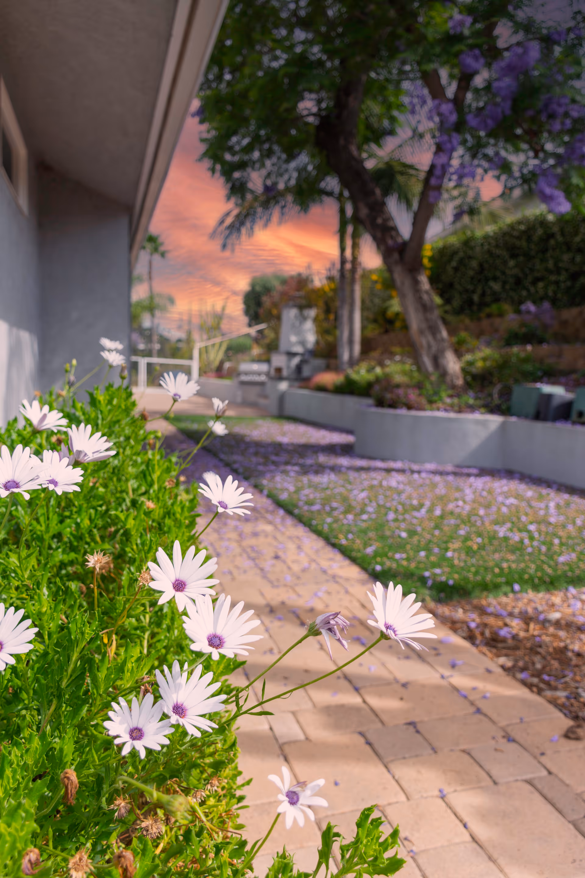 Sunlit outdoor garden with blooming purple and white flowers along a paved walkway.