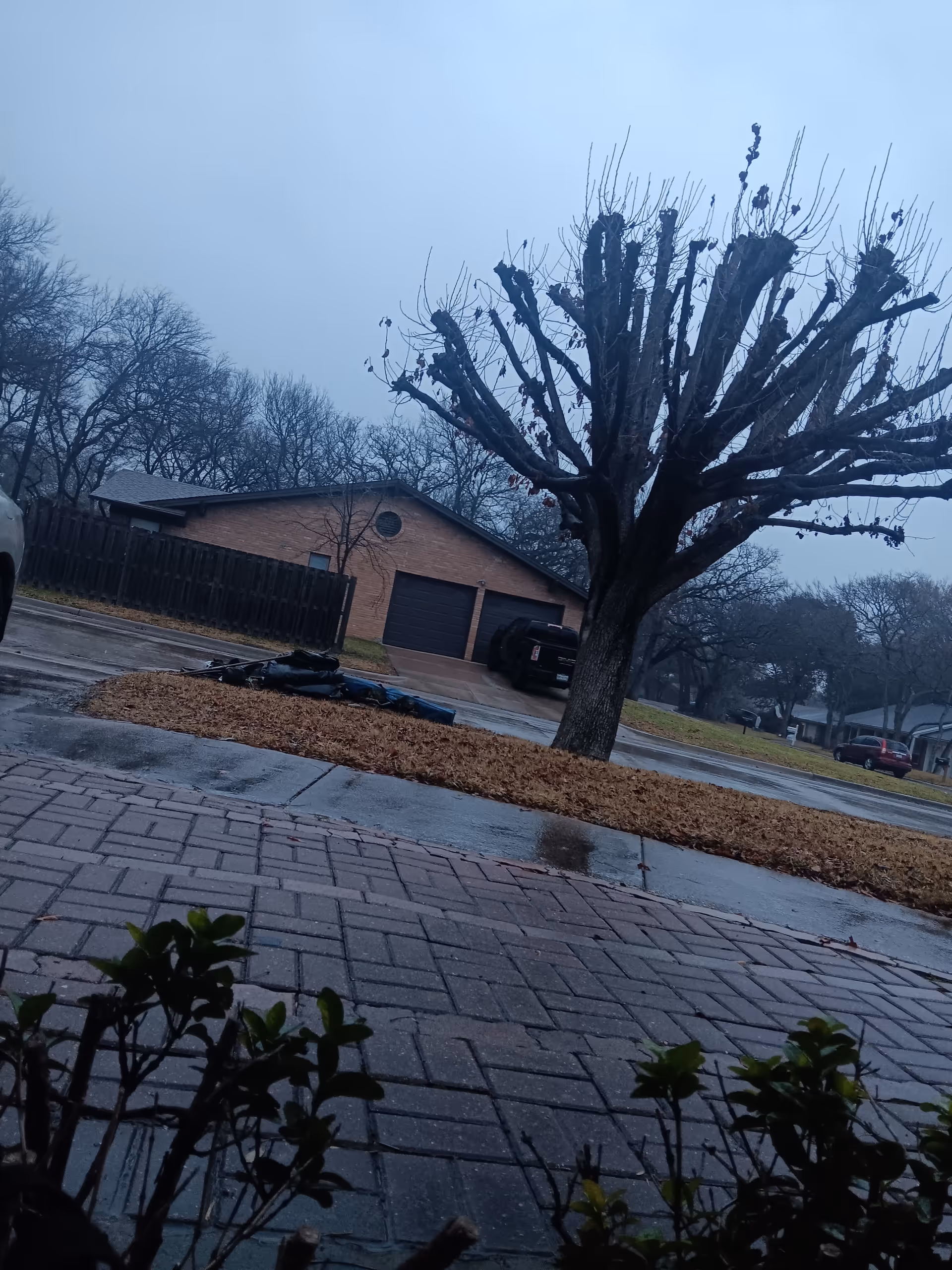 Overcast exterior view of a pruned tree, brick building, and wet driveway.