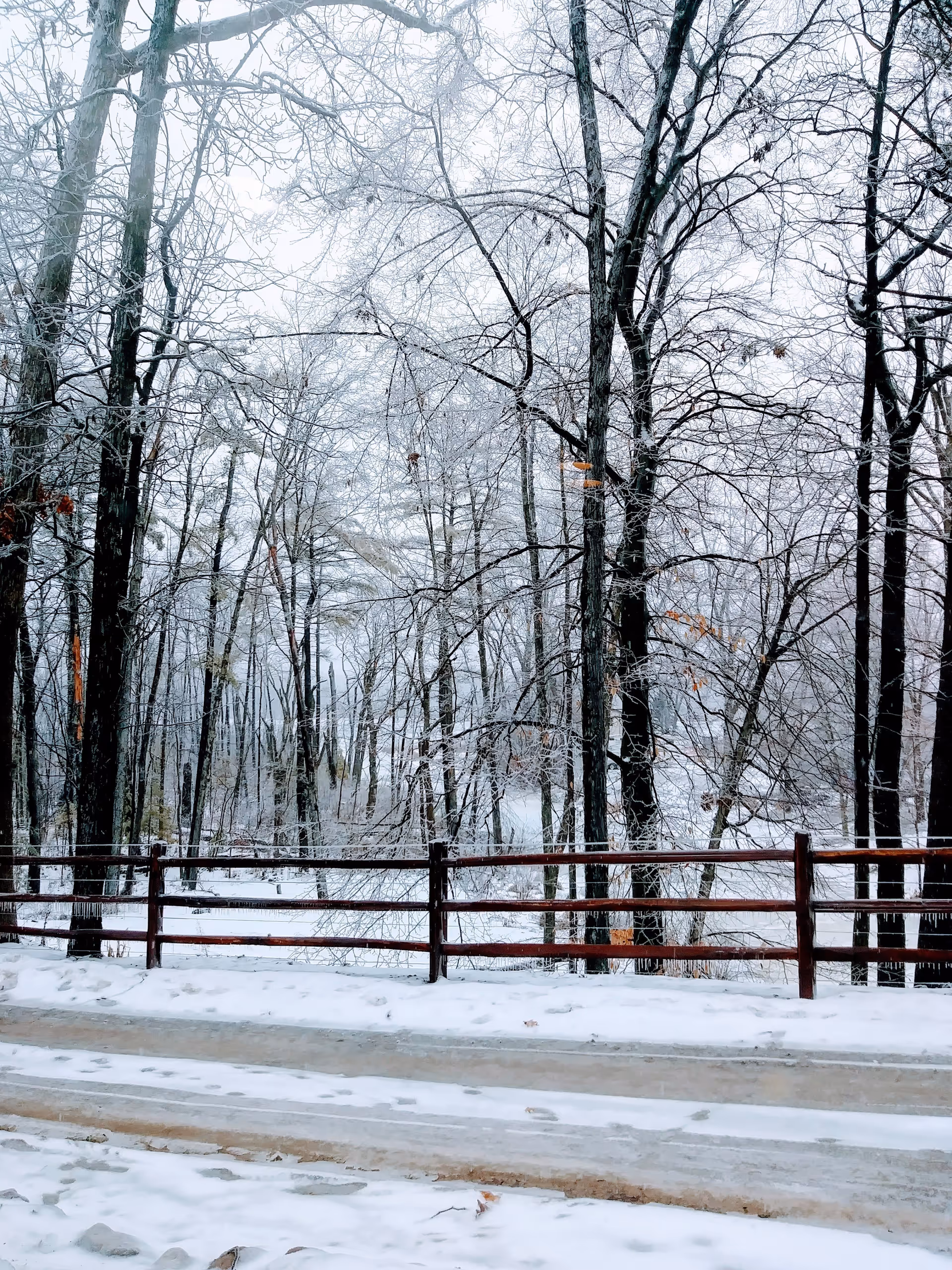 Snow-covered ground and trees with bare branches behind a wooden fence, creating a winter forest scene.