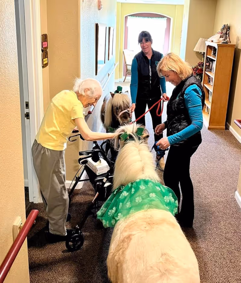 An elderly woman using a walker is petting a small white pony dressed in a green outfit with shamrocks, while two women stand nearby holding the ponies on leashes in a hallway of an assisted living facility.