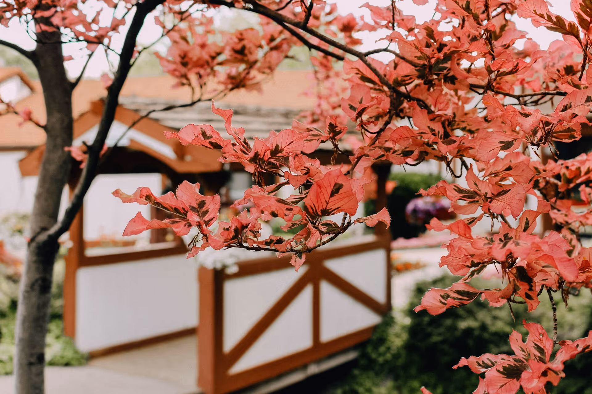 Close-up view of pink and red leaves on tree branches with a blurred background showing a wooden gazebo and garden area.