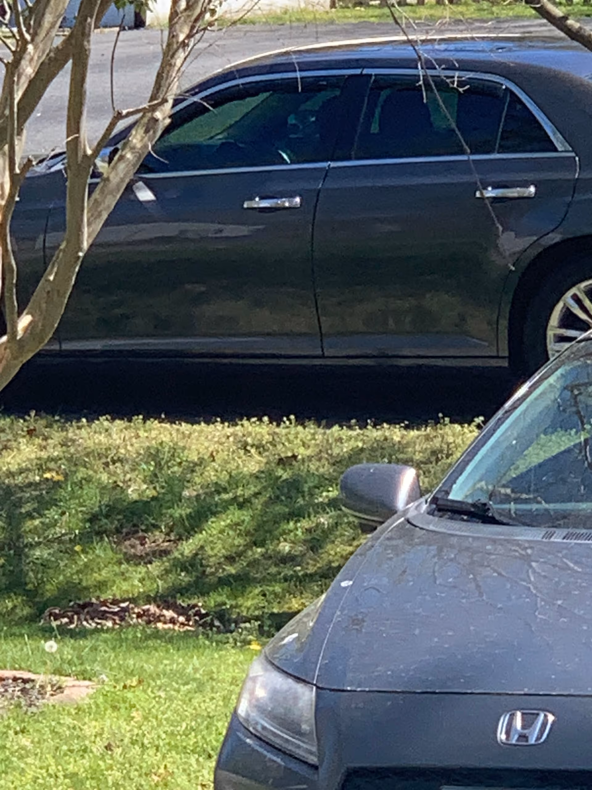 Two cars parked near trees in a sunny outdoor parking lot.