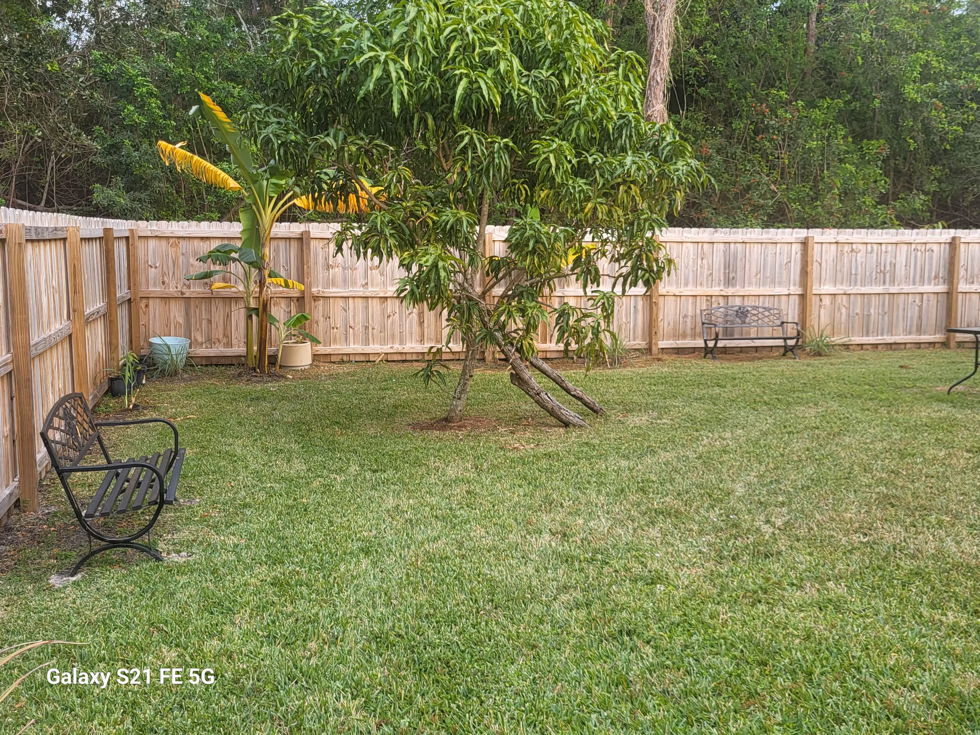 Outdoor backyard with chairs, trees, and a wooden privacy fence.