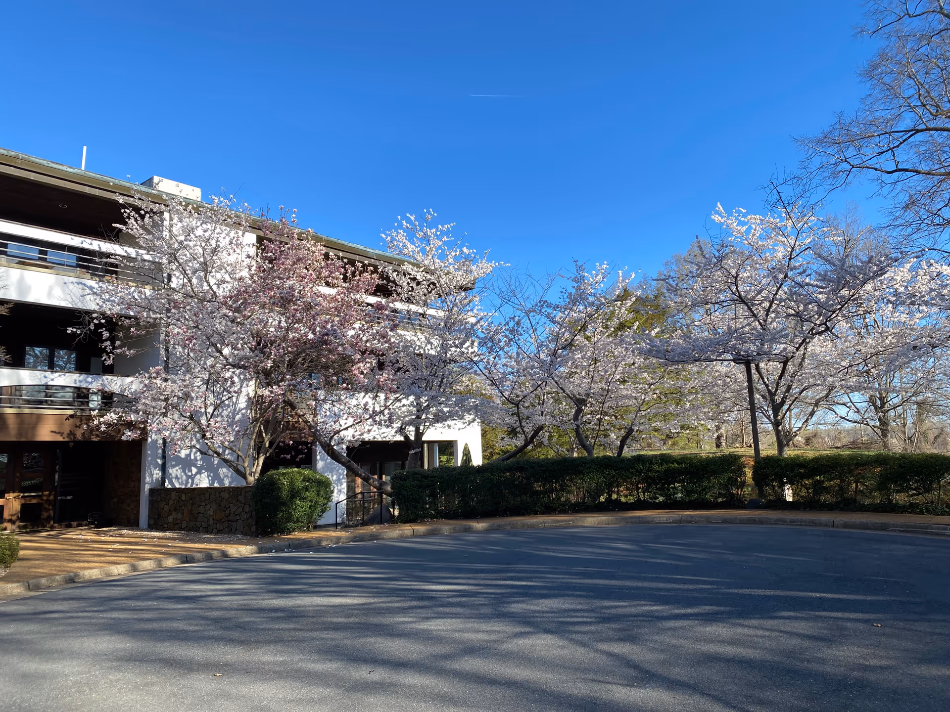 Sunny exterior view of a senior living facility with blooming cherry trees and a curved driveway.