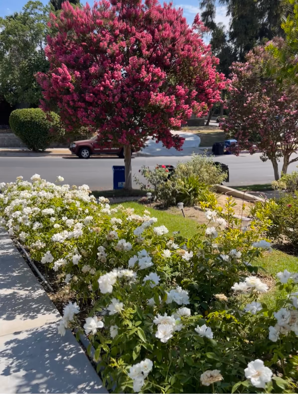 Bright pink flowering tree and white roses along a sunny street.
