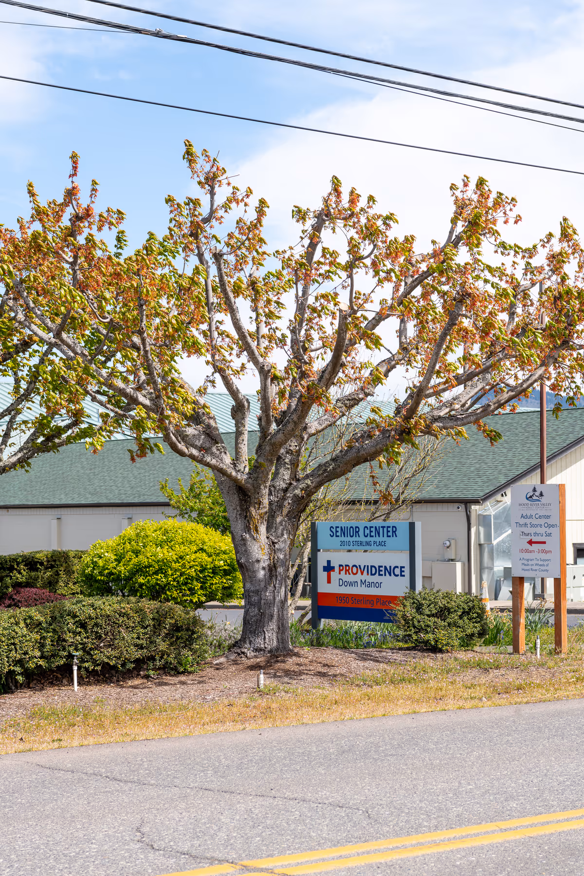 Street view of a tree and a sign for Providence Down Manor senior center in front of the building.