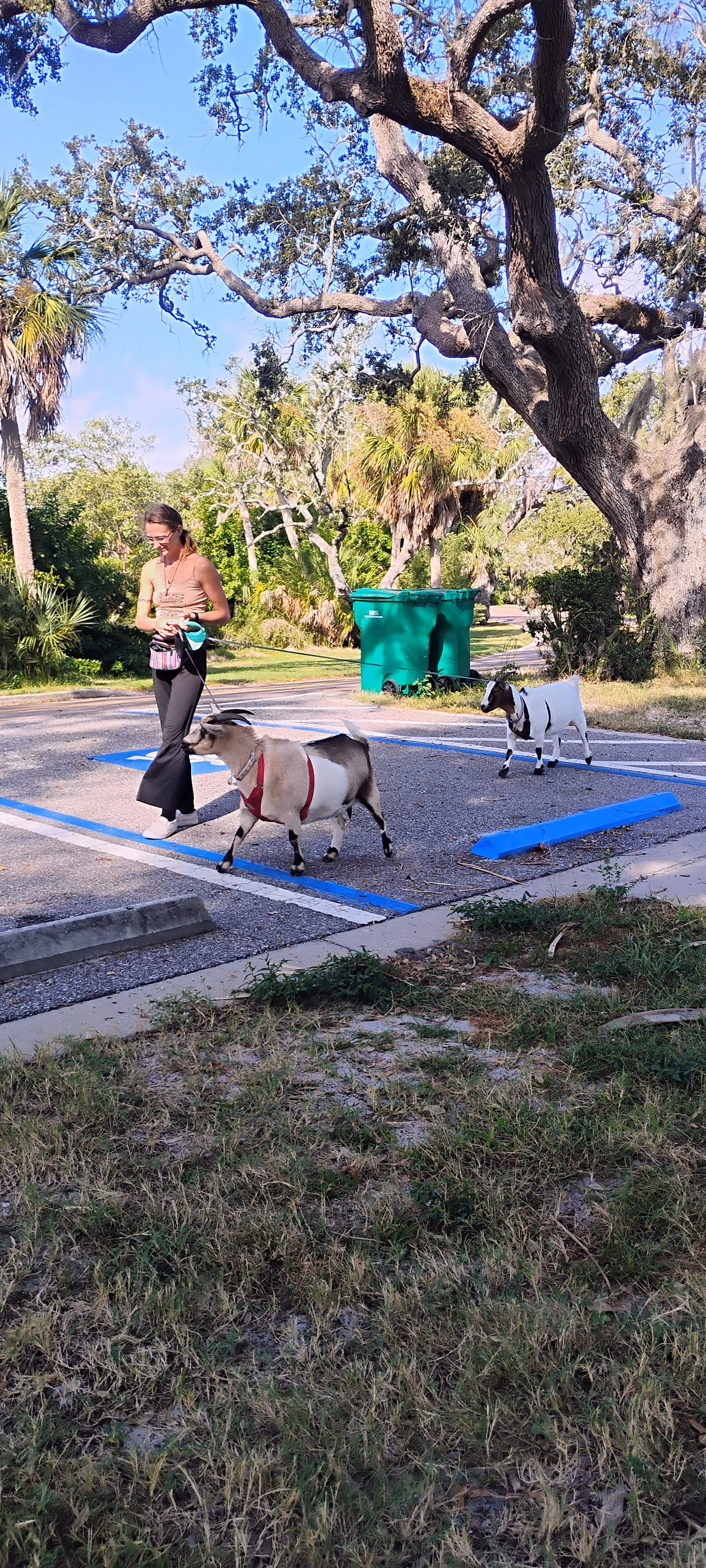 A woman walks two goats on leashes in a sunny outdoor parking area.