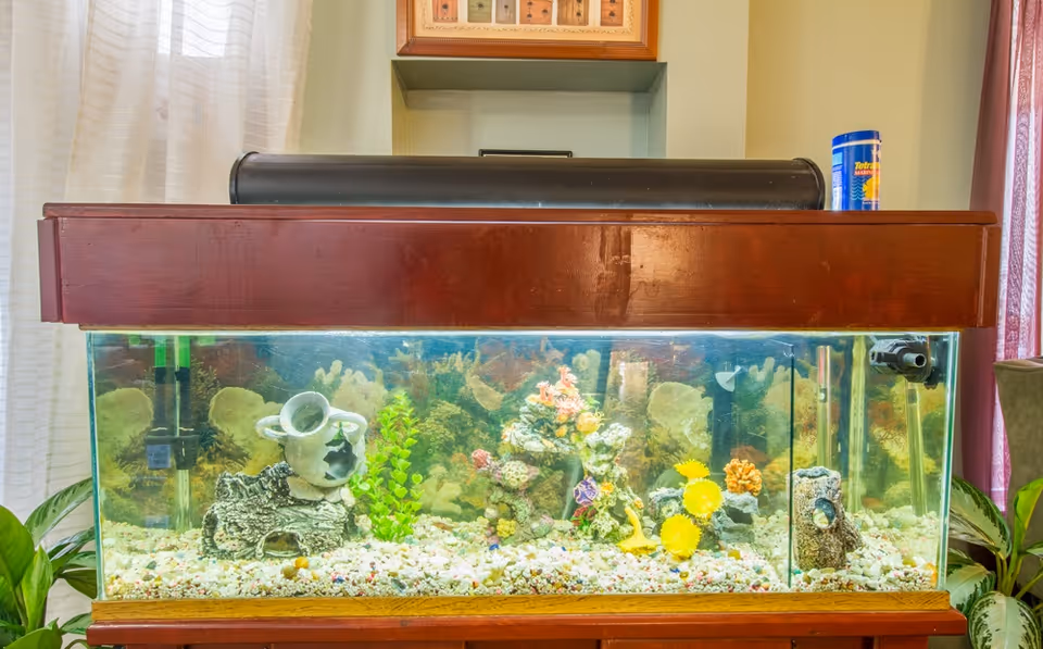 A large rectangular fish tank with various colorful artificial coral decorations and gravel at the bottom, placed on a wooden stand. The tank has a dark brown wooden hood on top, with a canister of fish food on the right side. The background includes light-colored curtains and a framed picture on the wall.