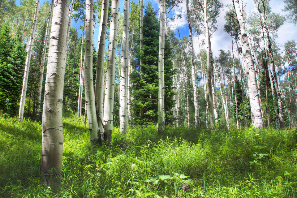 Sunlit aspen trees rise among lush green undergrowth beneath a blue sky.