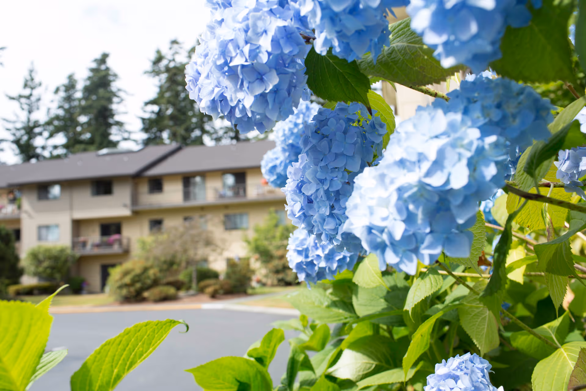 Blue hydrangeas in foreground with a senior living building in the background