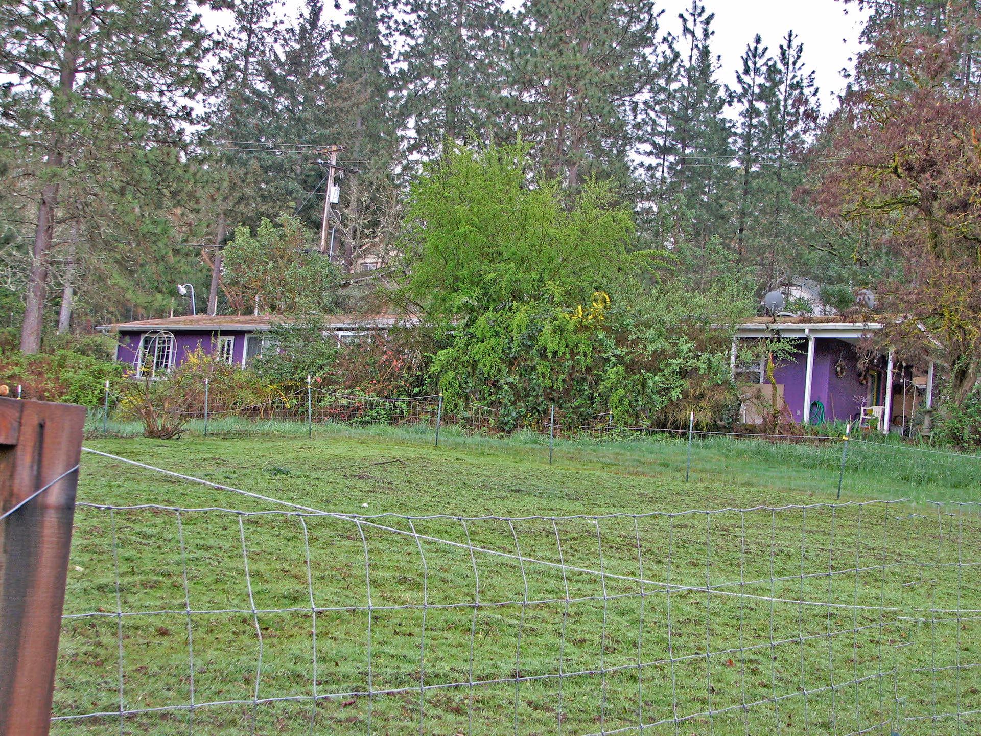 Front exterior of a purple building surrounded by trees and a chain-link fence in a yard.