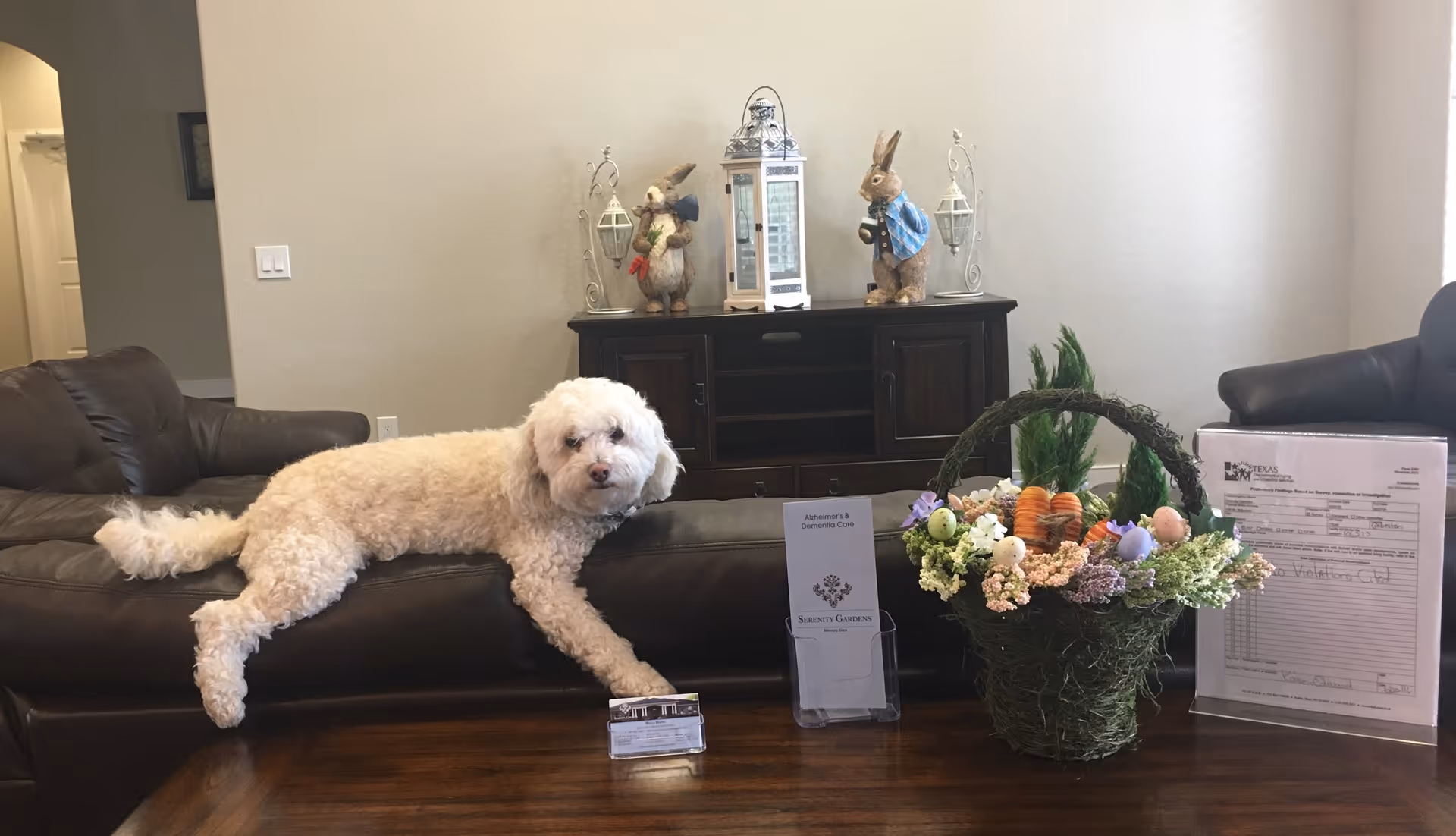 A small white dog lying on the backrest of a dark brown leather couch in a living room. On the wooden table in front of the couch, there is a decorative basket with flowers and Easter-themed decorations, a brochure holder with Serenity Gardens information, and a framed document. In the background, there is a dark wooden cabinet with two decorative rabbit figurines and lanterns on top.