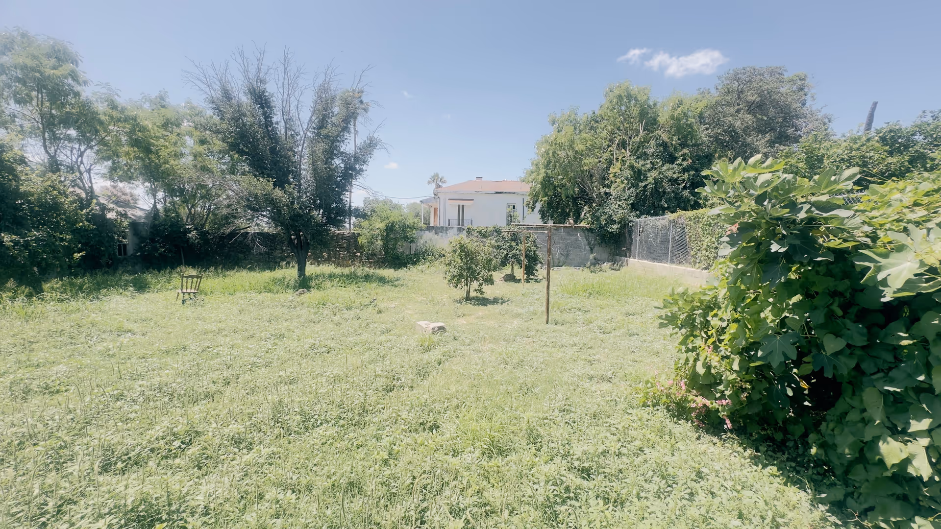 Sunny outdoor yard with grass, trees, and a lone chair.