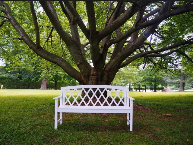 A white bench sits under a large tree in a sunlit grassy park.