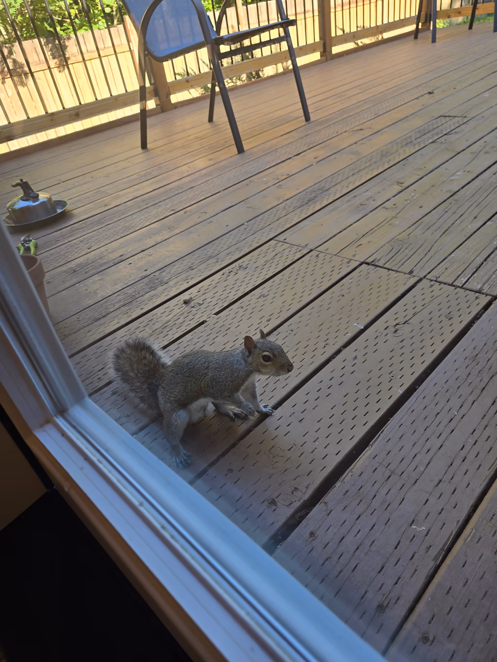Squirrel on a wooden deck outside sliding door near a blue chair.
