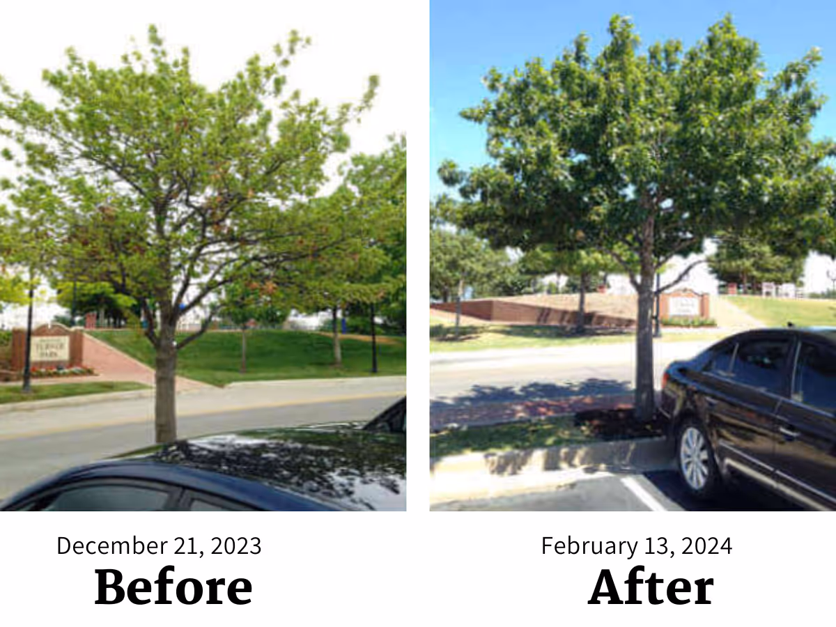 Split-image outdoor scene of trees by a parking lot, labeled Before and After.