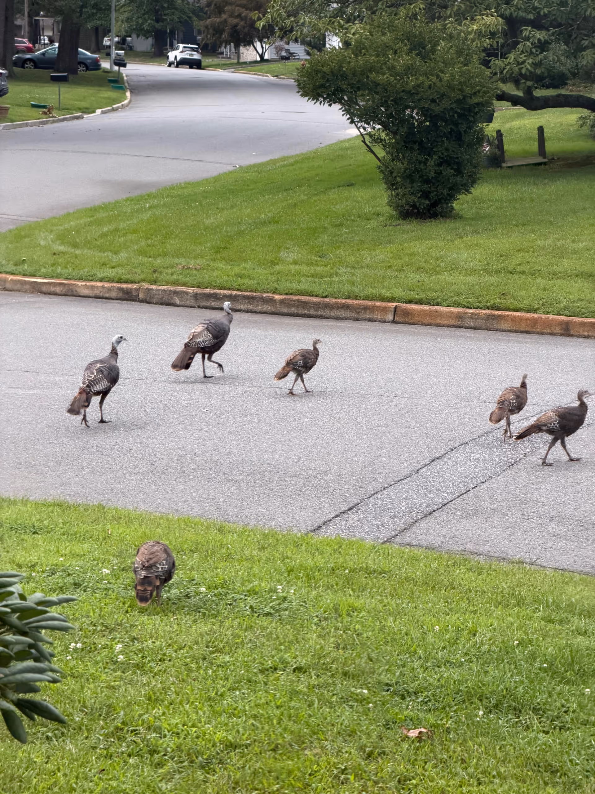 Group of wild turkeys crossing a parking lot and grassy area near a street.