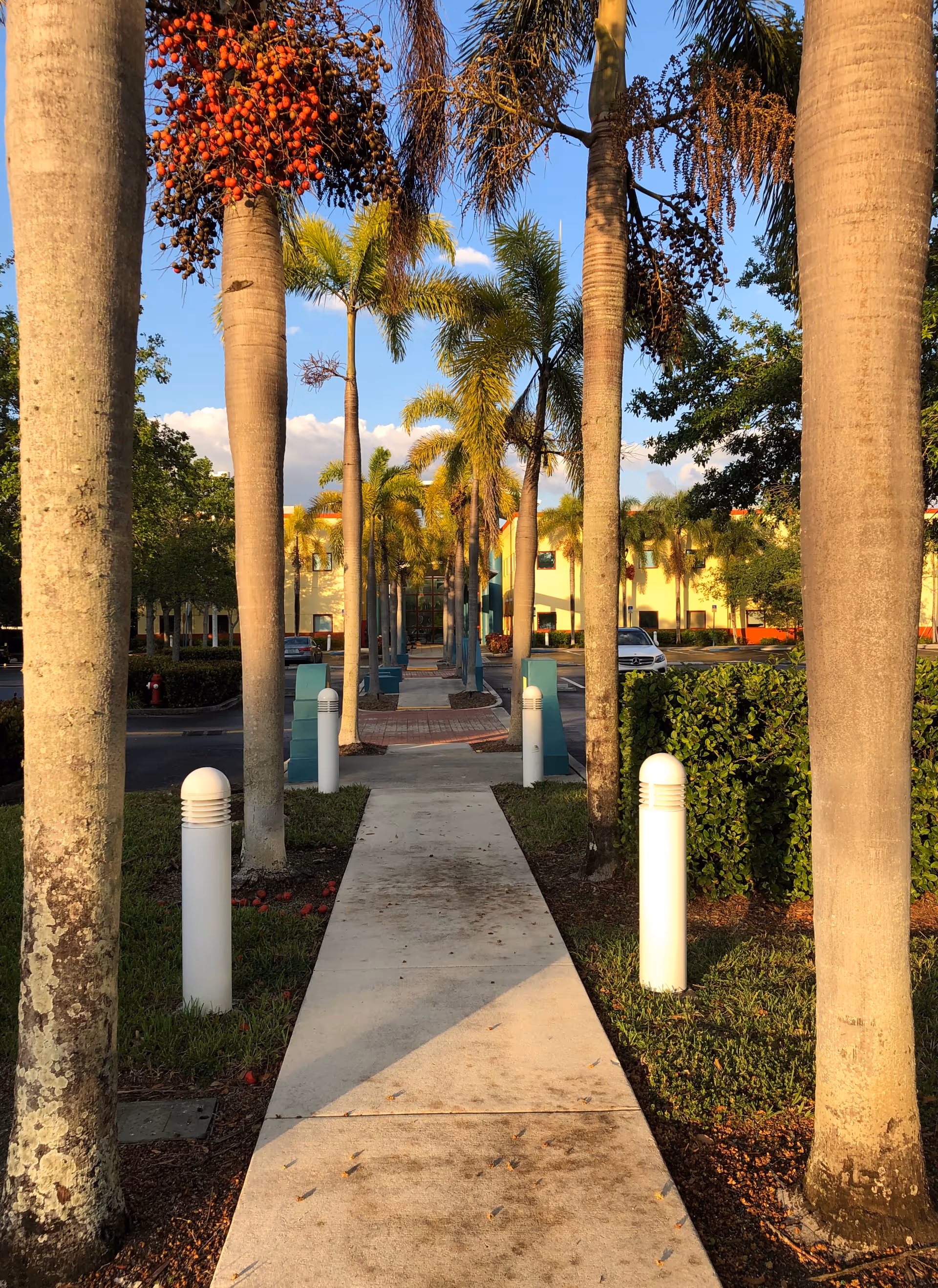 Concrete walkway lined with palm trees extends toward a building entrance.