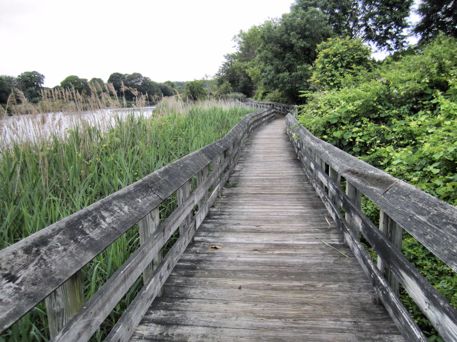 Wooden boardwalk winds through tall reeds and green trees by a calm lake.