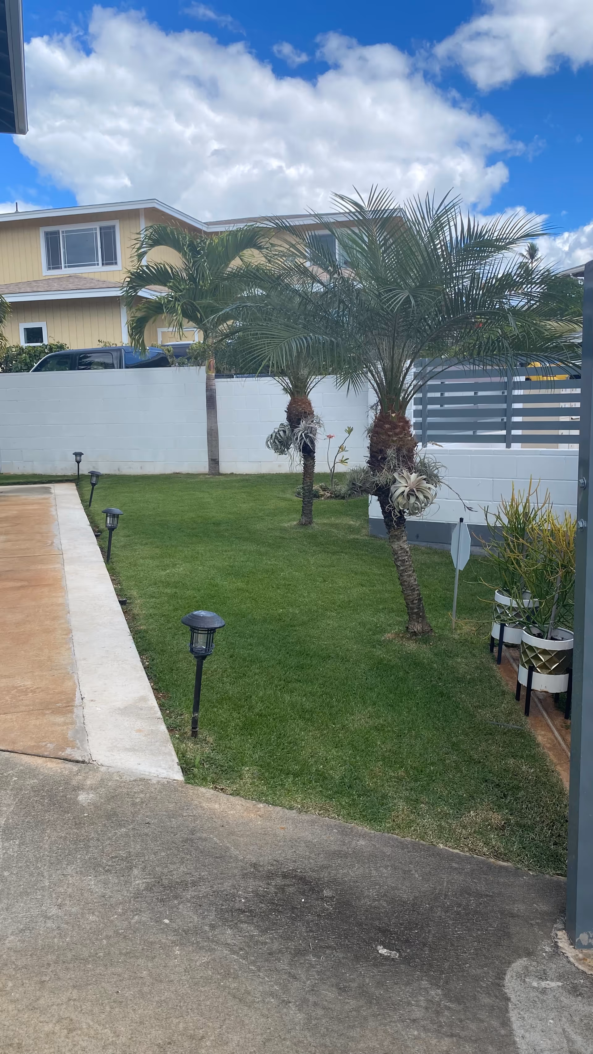 Outdoor lawn area with palm trees, pathway lights, and privacy fence.