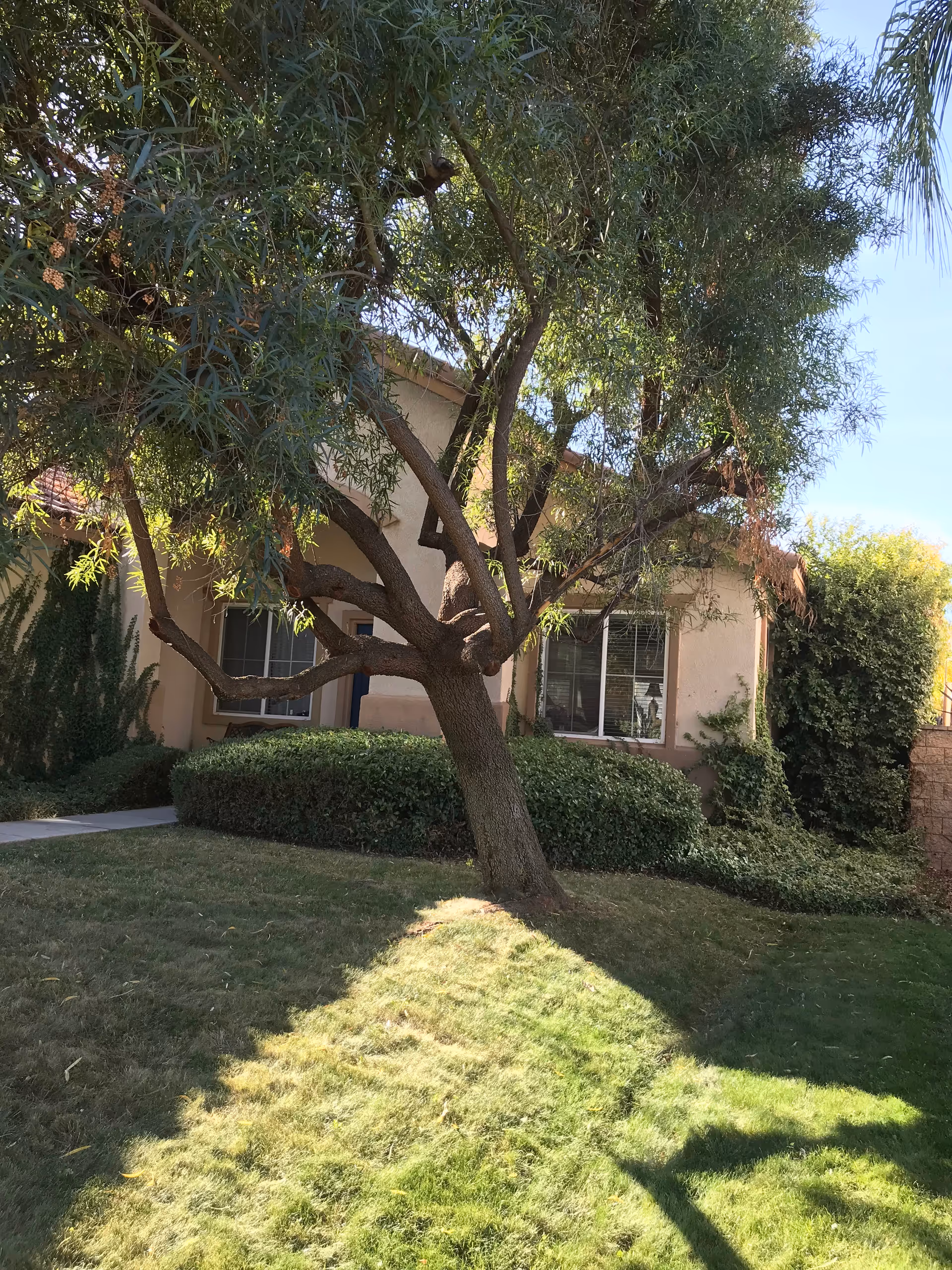 Senior living facility exterior with a large tree, lawn, and manicured shrubs.