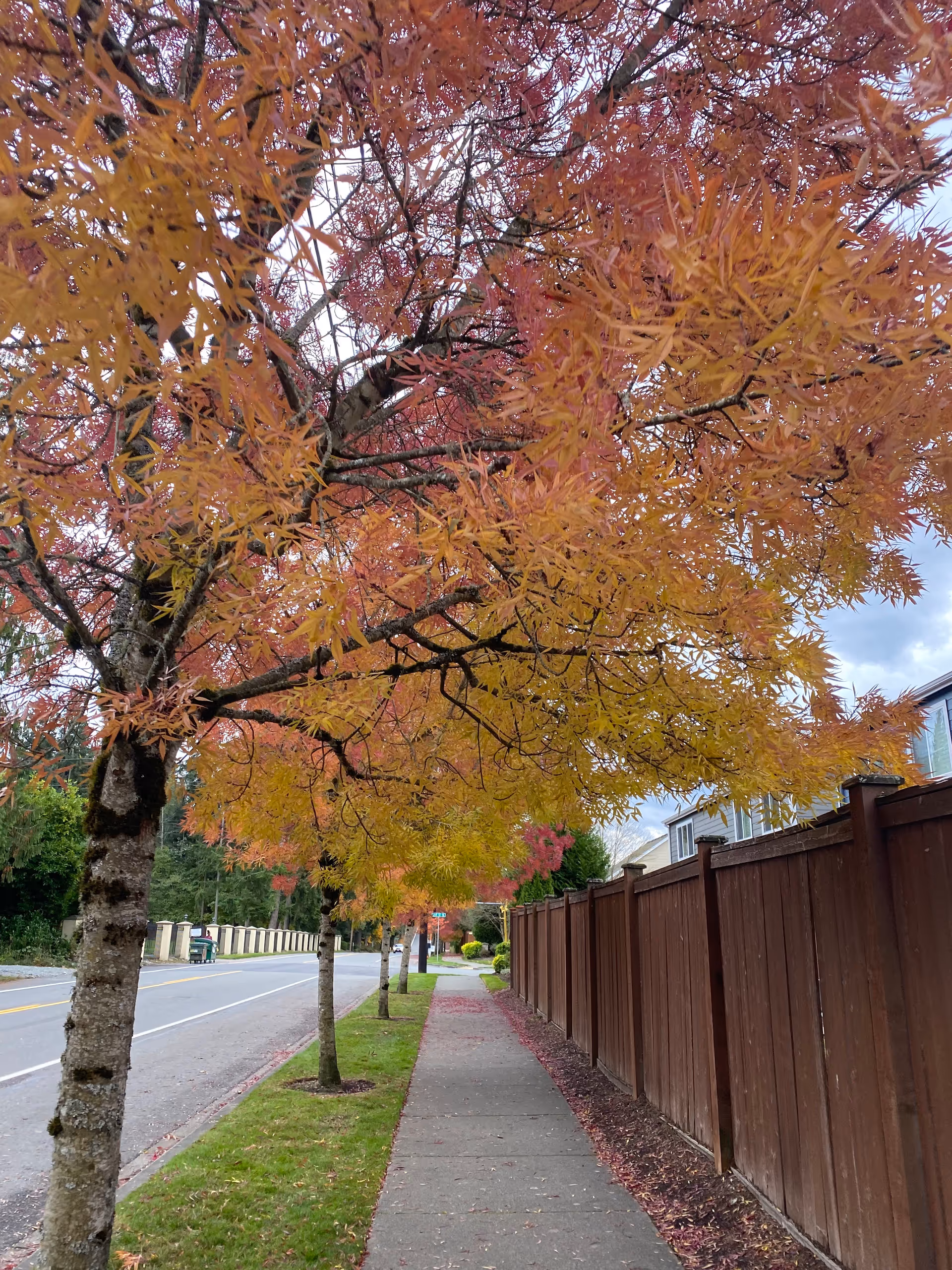 Fall-colored trees line a sidewalk beside a wooden fence along a quiet street.