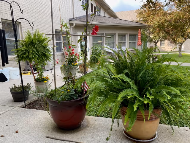 Outdoor patio area with hanging plants and large potted ferns beside a light brick building.