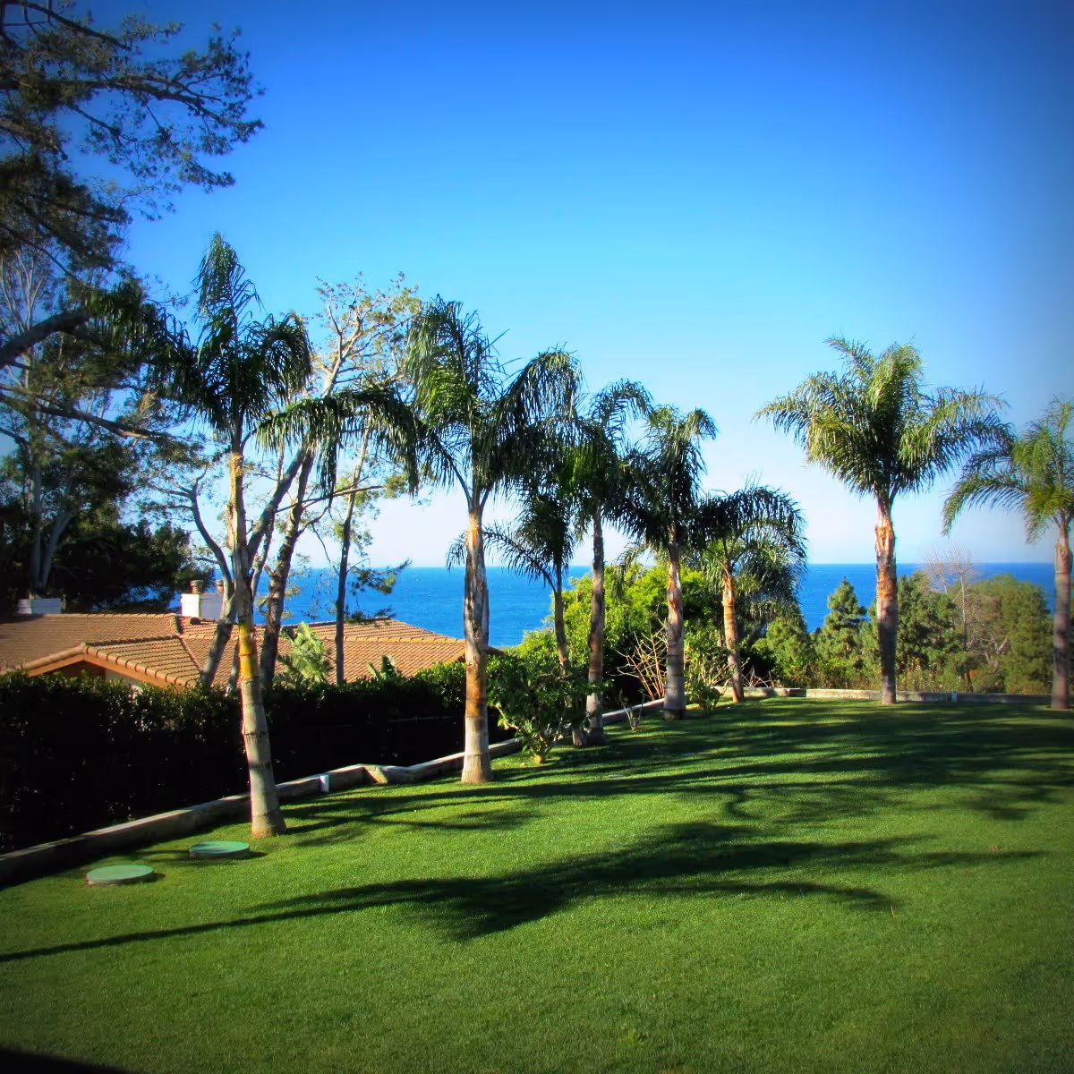 Lush green lawn with palm trees and an ocean view beyond a residential building.