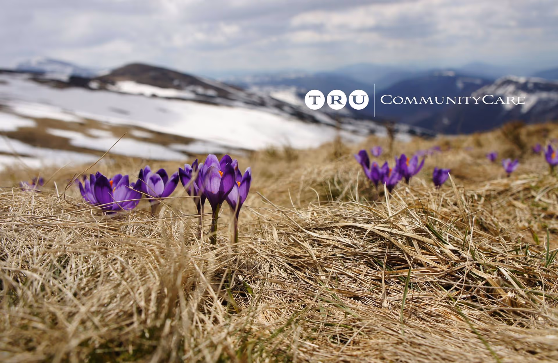 Purple crocuses bloom in dry grass with snowy mountains and a TRU CommunityCare logo.