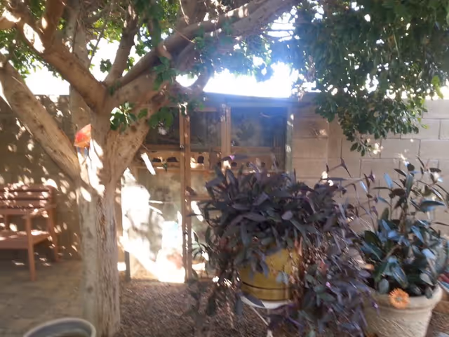 Outdoor courtyard with potted plants, trees, and seating near a small enclosure.