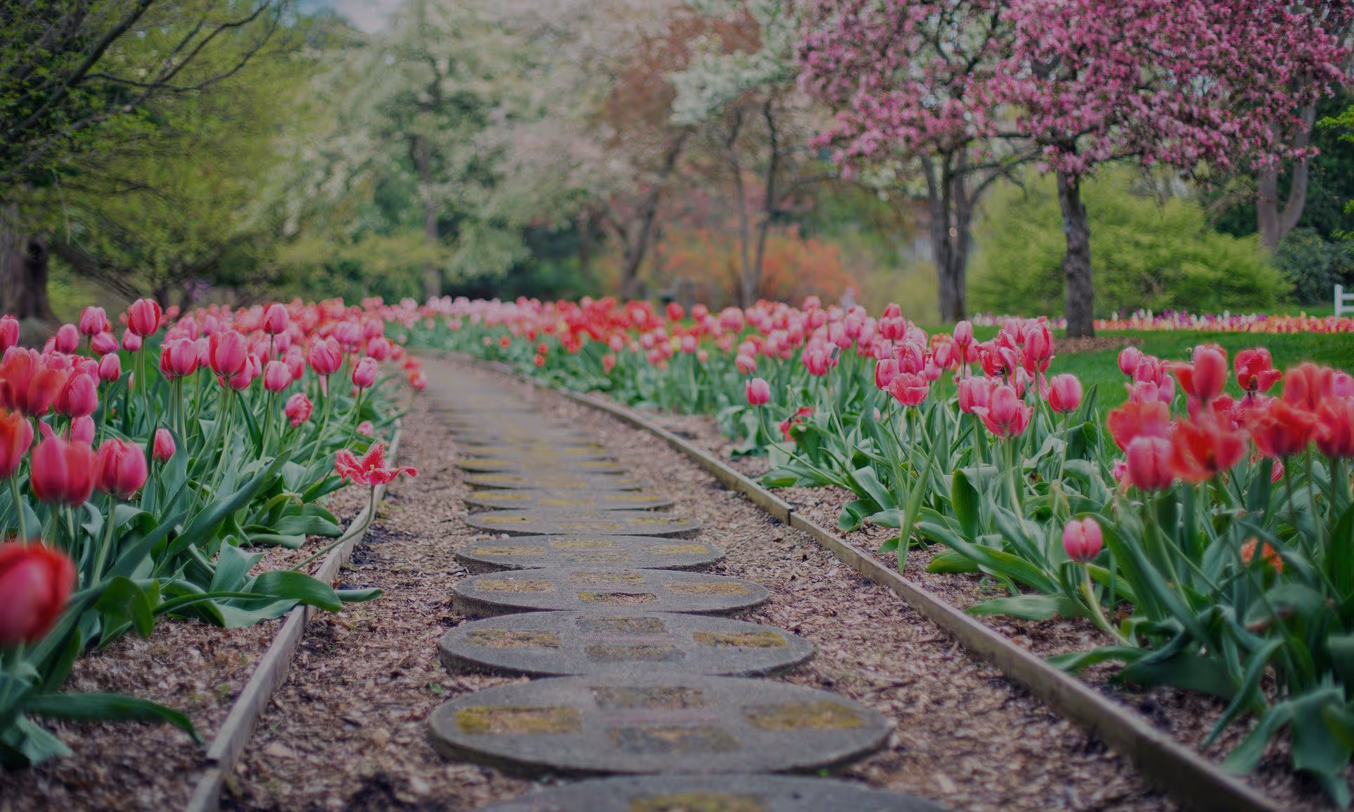 A stone path bordered by pink tulips winds through a garden outdoors.