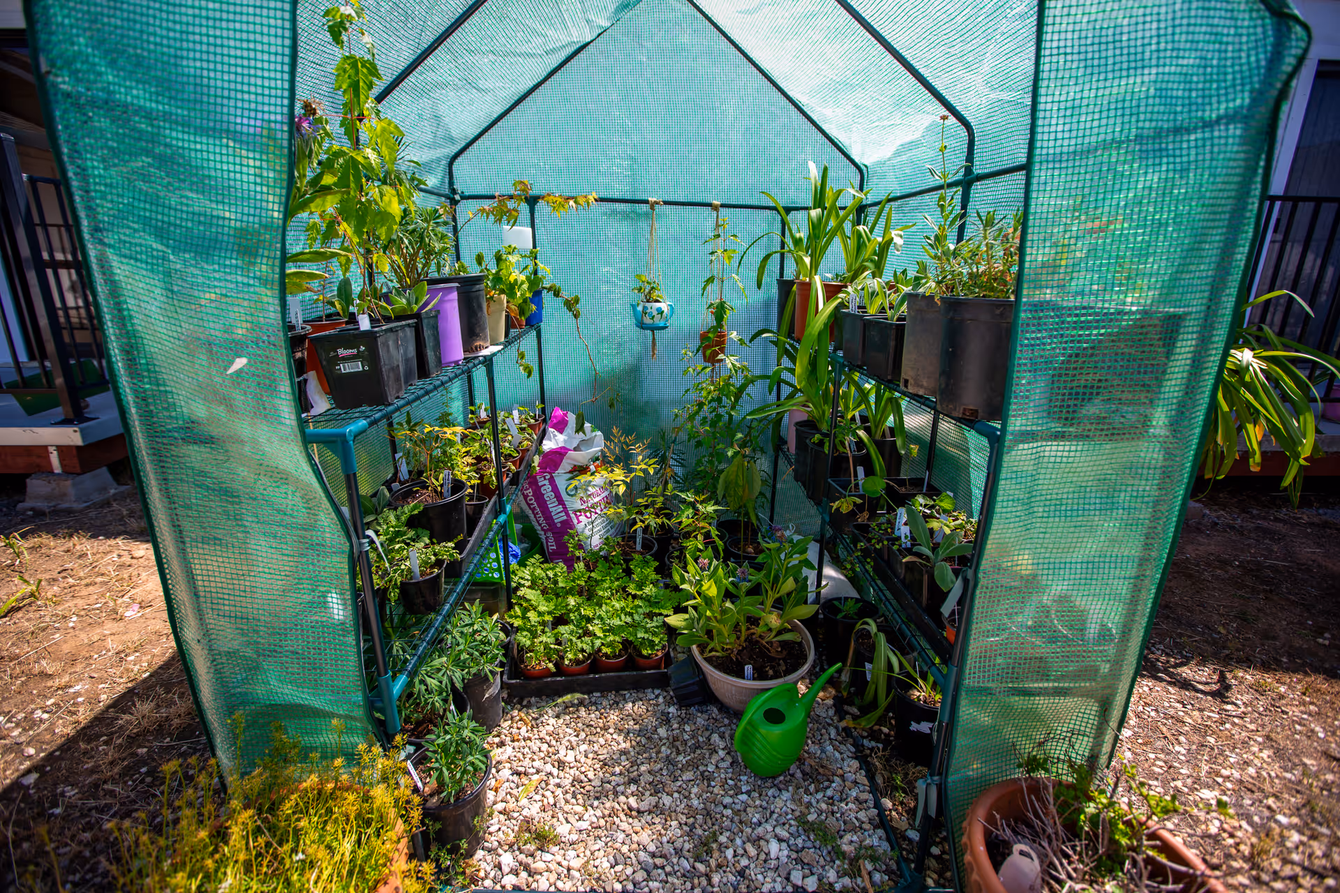 Inside a small green mesh greenhouse filled with various potted plants on metal shelves and the ground, with a green watering can on a gravel floor.