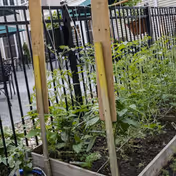 Raised garden beds with green plants growing, supported by wooden stakes, located outdoors near a black metal fence and a building in the background.