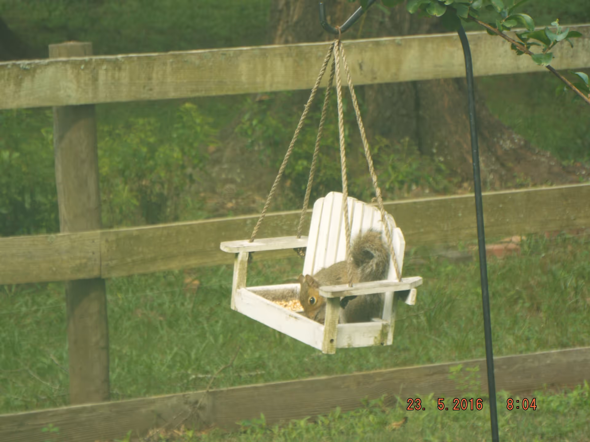 A small gray squirrel sitting on a white wooden hanging chair feeder, eating seeds. The feeder is suspended by ropes from a metal hook, with a wooden fence and green grass in the background.