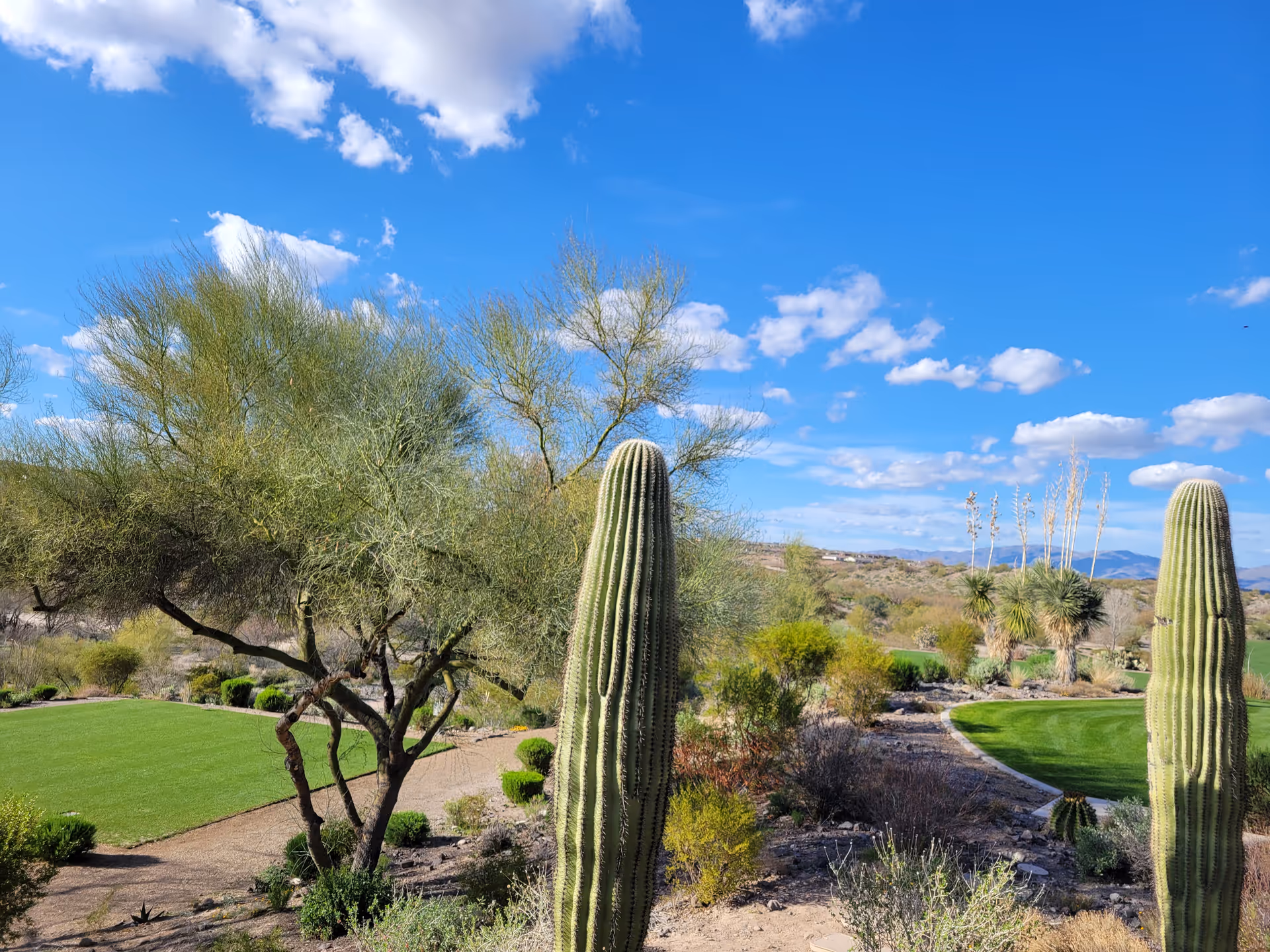 Desert landscape with tall cacti, shrubs, a walking path, and blue sky.