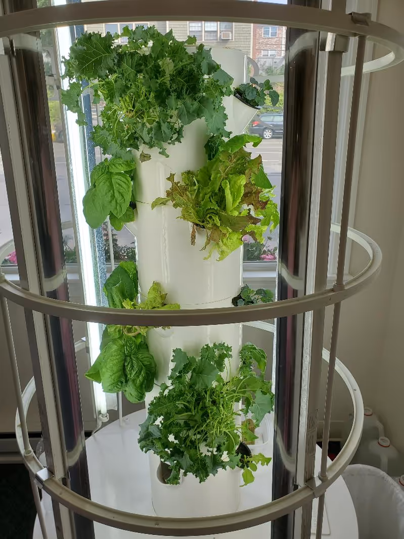 Interior view of a vertical hydroponic garden tower with leafy greens in a senior facility
