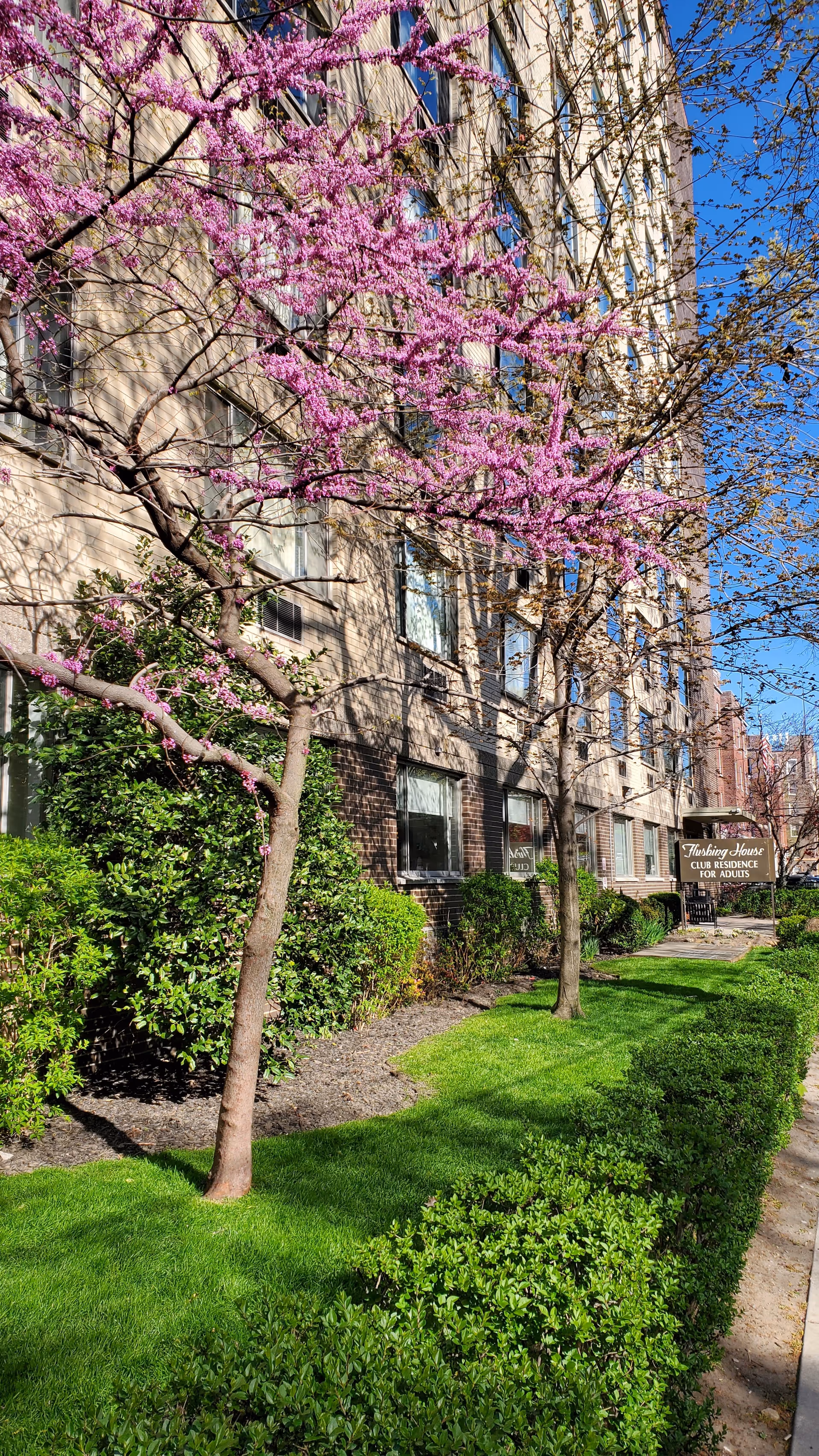 Front view of a multi-story senior living building with pink blossoming trees.