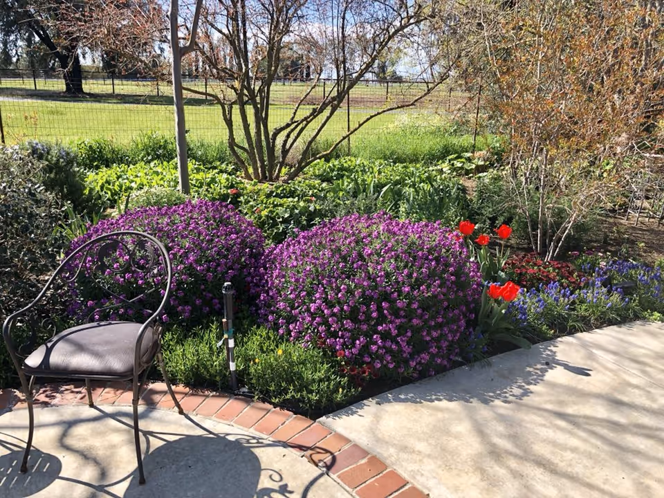 Outdoor garden area with a metal chair with a cushion, two large bushes covered in purple flowers, red tulips, other assorted plants, and a tree with bare branches. A wire fence and grassy field are visible in the background under a clear sky.