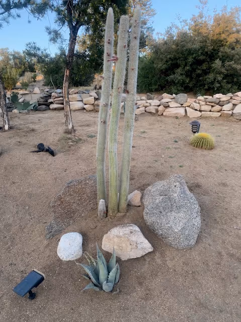 Tall cacti, rocks, and desert landscaping in a facility's outdoor yard.