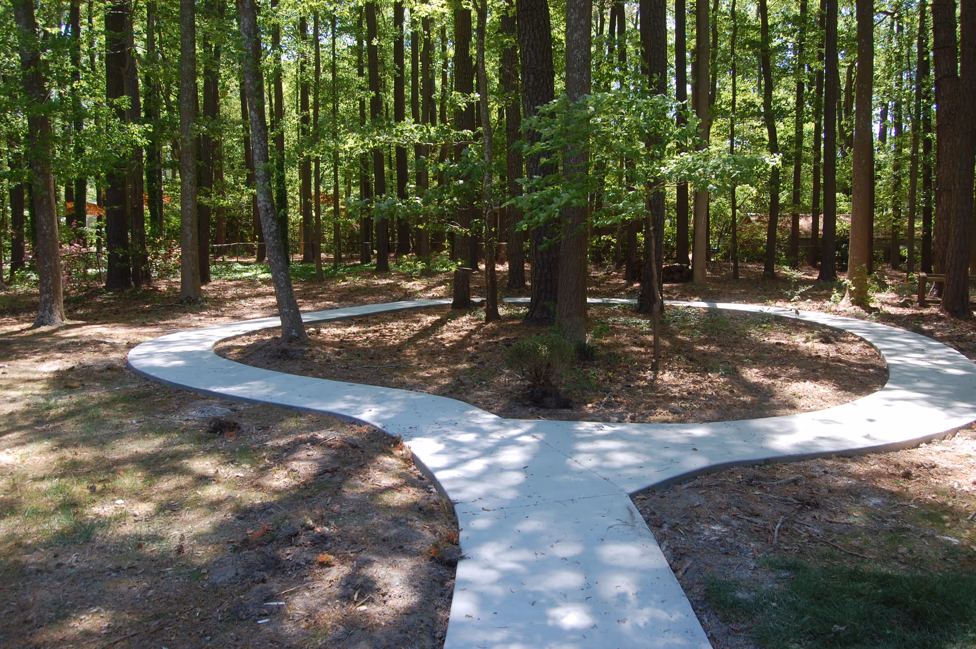 Winding concrete pathway circles a tree in a sunlit wooded outdoor area.