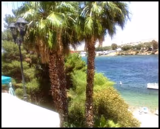 Outdoor coastal view with palm trees, railing, and blue water beyond; sunlit scene.
