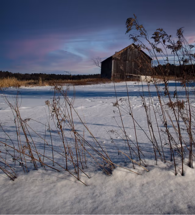 A weathered barn stands in a snow-covered field with tall dry grasses in foreground.